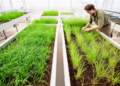 Greenhouse study links soil legacies to competition between invasive annual grasses
