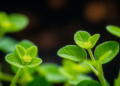 Fungal Trigger Supercharges Stevia's Sweet Compounds in Cell Cultures