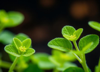 Fungal Trigger Supercharges Stevia's Sweet Compounds in Cell Cultures