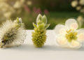 Willow HMG genes show sex-associated expression across three flower types