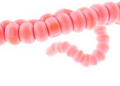 Gut bacteria team up: how fiber's effects depend on microbial neighbors