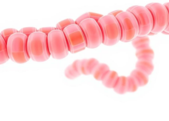 Gut bacteria team up: how fiber's effects depend on microbial neighbors