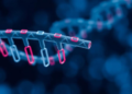A Single DNA Letter Tweak Rewires a Cancer Gene's Translation and Stress Response