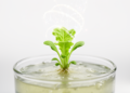 MicroRNA switch controls how readily lettuce regrows new shoots