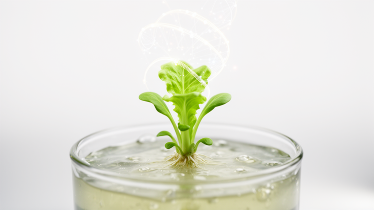 MicroRNA switch controls how readily lettuce regrows new shoots