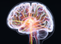Brain Networks Narrow Before Seizures, Offering a New Forecasting Signal