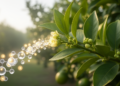 Hormone Signals Steer Flower Bud Formation in Lemon, Transcriptome Study Finds