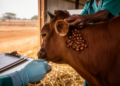 Ticks Dominate Cattle Ectoparasite Diagnoses in Nine-Year Ethiopian Clinic Record Review