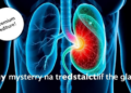 Mystery Cell Found: Why Enlarged Prostate Strikes Only One Zone of the Gland