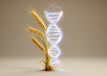 Wheat's Hidden Genome: New Framework Aims to Turn Untapped DNA Diversity into Predictive Breeding