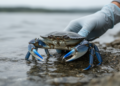 Rare DNA Haplotypes Hint at Hidden Routes in the Blue Crab's European Invasion