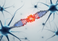 Blocking a Small RNA Protects Neurons From Stroke-Like Injury in Cell Model