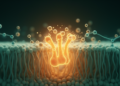 Slow receptor kinetics let low-dose psychedelics sustain antidepressant-like effects in mice