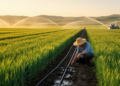 Smarter Irrigation Could Cut China's Crop Water Use by a Quarter While Boosting Yields