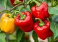 Genetic Bridge Strategy Delivers Stable Male-Sterile and Restorer Lines for Hybrid Peppers