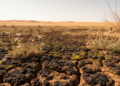 Desert biocrusts make ephemeral plants more vulnerable to extreme drought