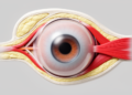 Periocular Tissues Shape Saccade Speed Differences