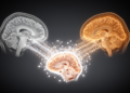 Two-Stage Feedback Network Aims to Sharpen Multimodal Medical Image Fusion