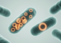 Engineered RepE Variants Tune Plasmid Copy Number in Bacteria
