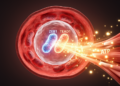 ZEB1-TEAD1 partnership keeps heart cells fueled and functioning