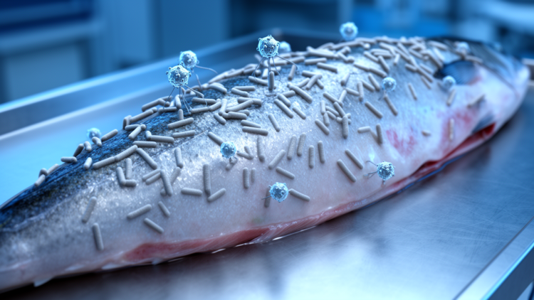 Novel phage R27Z targets Vibrio parahaemolyticus on contaminated fish surfaces