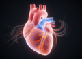 Computational framework maps fluid and solid stresses in the embryonic heart