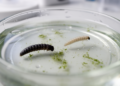 Growing Up Hungry: Larval Food Stress Hits Female Mosquitoes Hardest