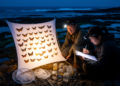 Eighteen-Year Moth Survey Captures 1,179 Species Across South Korean Islands