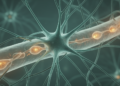 Astrocyte State Linked to Brain Scaffolding Emerges as Biomarker Clue in Depression