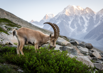 In the Karakoram, Himalayan Ibex Weigh Greenery Against the Fear of Snow Leopards
