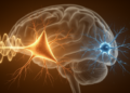 Pyramidal and Inhibitory Neurons Respond Differently to Brain Stimulation Frequencies