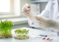 New SNP Array Brings Affordable Genomic Breeding to Wheat, Barley and Oat