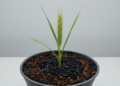 Biochar, Humic Acid and Rotation Ease Foxtail Millet Cropping Obstacles in Pot Study