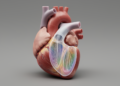 Heart Model Shows Mitral Repair Trade-offs