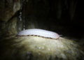 Marbled cave millipedes from northern Vietnam reveal a brand-new genus