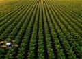 Counting Tobacco Plants From Row Lines: A Low-Cost Annotation Method for UAV Field Surveys