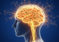Brain rewires energy metabolism to protect memory in late-stage sleeping sickness