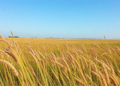Behind every restored prairie lies a web of people, values and seed networks