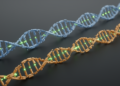 Random-Forest Phasing Tool Nearly Doubles Contiguity of Diploid Genome Assemblies