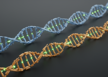 Random-Forest Phasing Tool Nearly Doubles Contiguity of Diploid Genome Assemblies