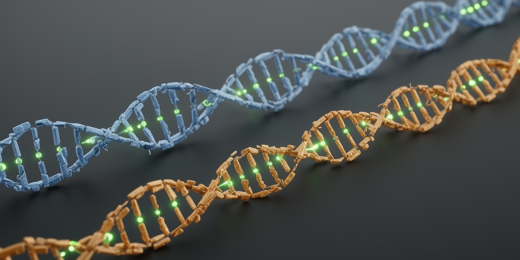 Random-Forest Phasing Tool Nearly Doubles Contiguity of Diploid Genome Assemblies