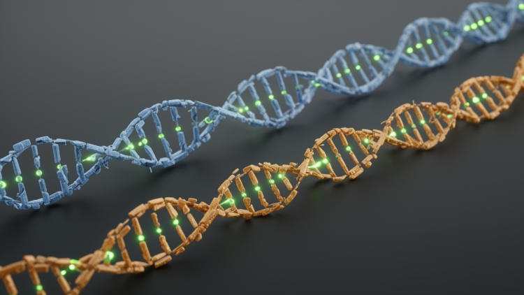 Random-Forest Phasing Tool Nearly Doubles Contiguity of Diploid Genome Assemblies