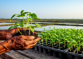 Snake Bean and Cucumber Show Strong Salinity Tolerance at Germination in Coastal Bangladesh Study
