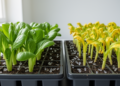 Low-Dose PVC Microplastics Boost Pak Choi Seedlings, High Doses Trigger Stress