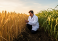 Wheat Gene Knockouts Deliver Upright Leaves Without Yield Penalties