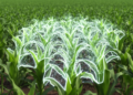 Hybrid swarm algorithm sharpens green segmentation of field maize seedling images