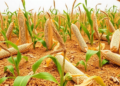 Soybean's Hidden Stress Arsenal: 25 Genes That Fire Hardest When Drought and Heat Strike Together