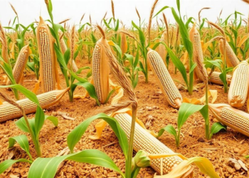 Soybean's Hidden Stress Arsenal: 25 Genes That Fire Hardest When Drought and Heat Strike Together
