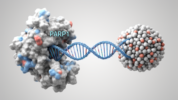 PARP1 Disassembles Nucleosomes to Open DNA for Repair