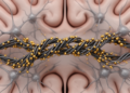Twisted Carbon Nanotube Fibers with Gold Nanoparticles Record Brain Signals in Mice